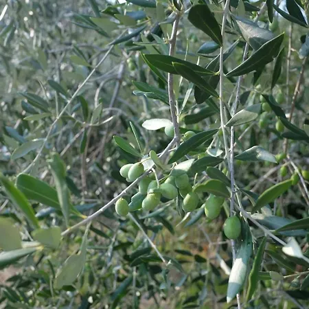 Casale Amerina * Camerata (Perugia)