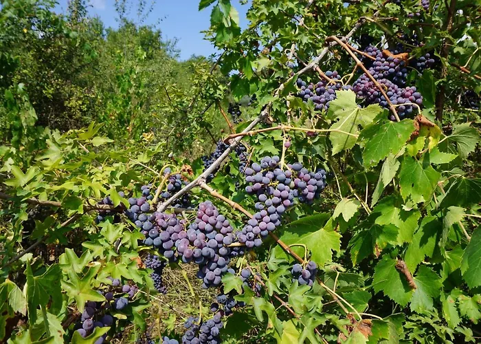 Casale Amerina Casa de Férias *