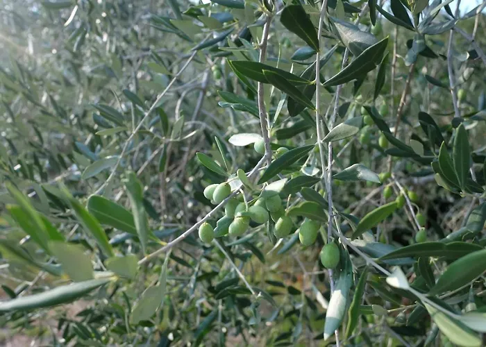 Casale Amerina * Camerata (Perugia)